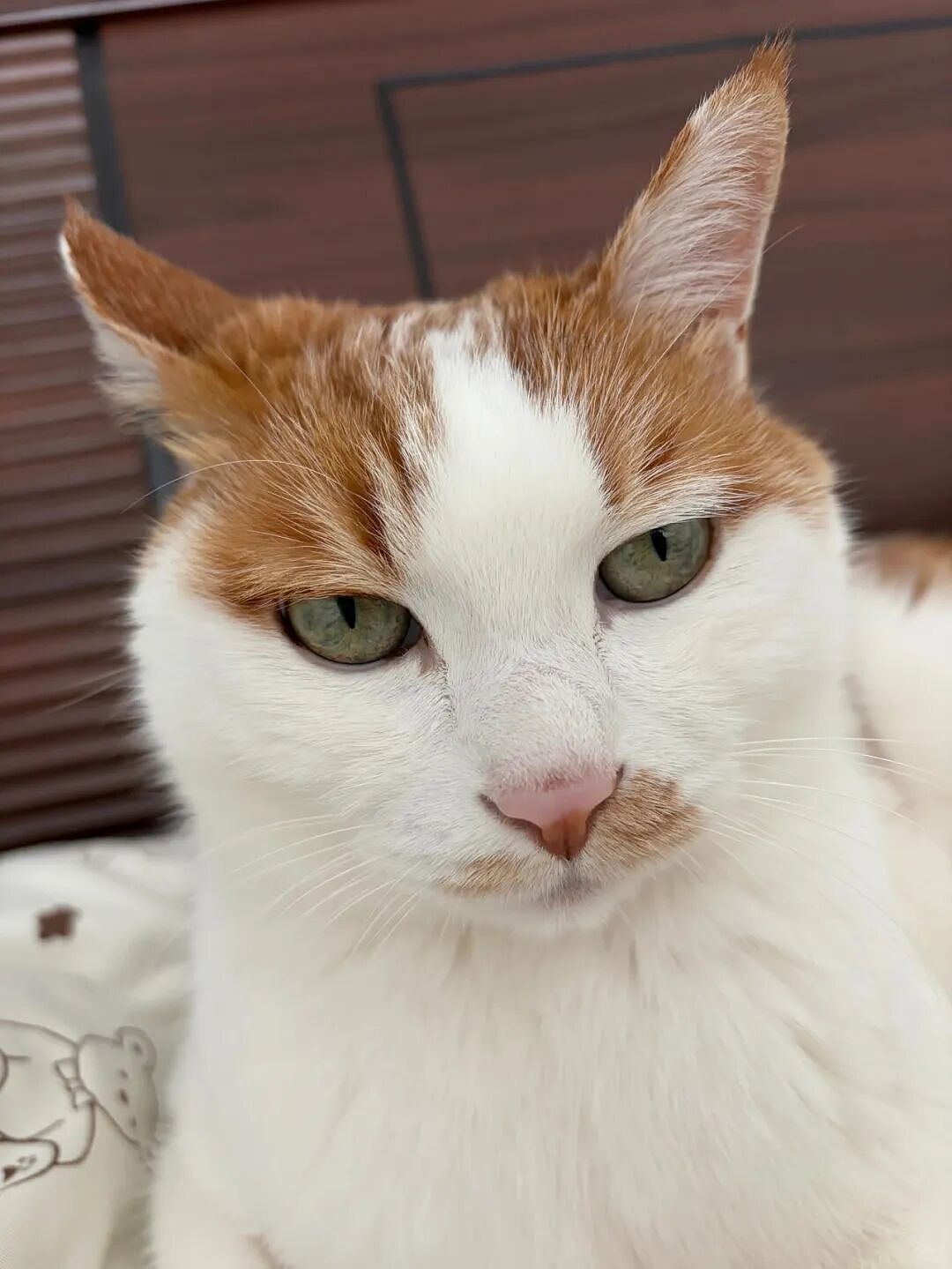 【宠物】小猫即将离世,主人放已故的爸爸叫它的视频,一个在录音里喊一个在生命尽头答!咪:是爸爸来接我了吗...(组图) - 38