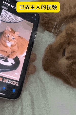 【宠物】小猫即将离世,主人放已故的爸爸叫它的视频,一个在录音里喊一个在生命尽头答!咪:是爸爸来接我了吗...(组图) - 29