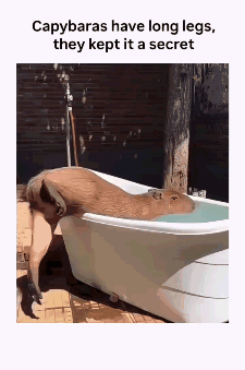 【宠物】小猫即将离世,主人放已故的爸爸叫它的视频,一个在录音里喊一个在生命尽头答!咪:是爸爸来接我了吗...(组图) - 12