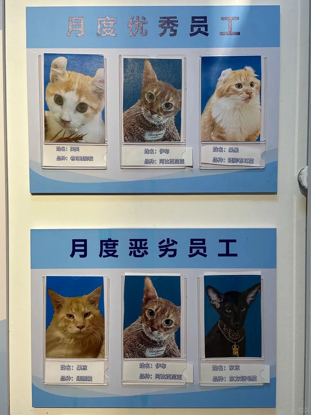 【宠物】小猫即将离世,主人放已故的爸爸叫它的视频,一个在录音里喊一个在生命尽头答!咪:是爸爸来接我了吗...(组图) - 6