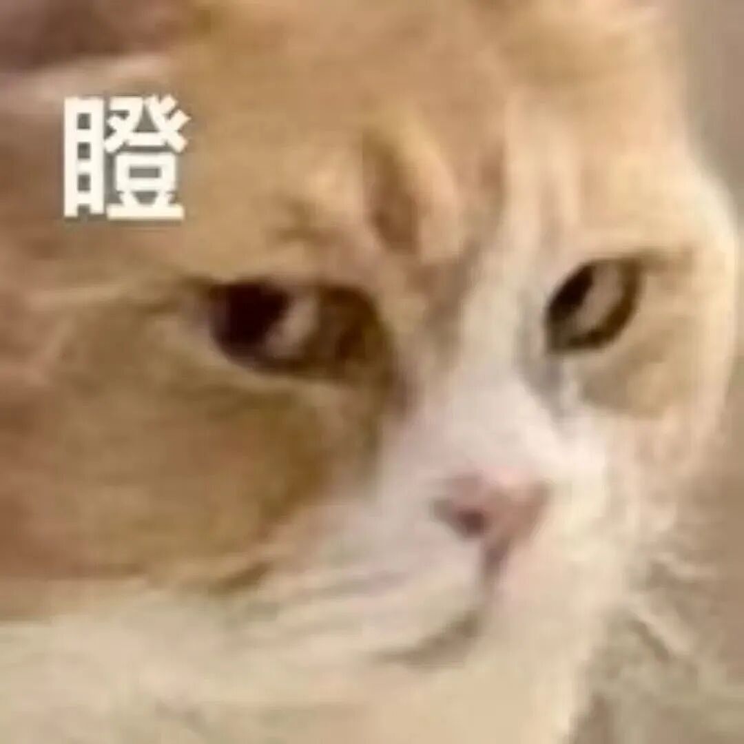 【宠物】小猫即将离世,主人放已故的爸爸叫它的视频,一个在录音里喊一个在生命尽头答!咪:是爸爸来接我了吗...(组图) - 25