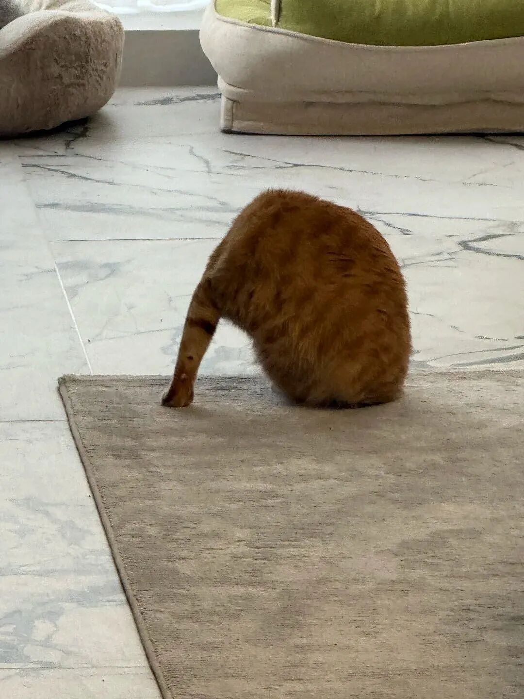 【宠物】小猫即将离世,主人放已故的爸爸叫它的视频,一个在录音里喊一个在生命尽头答!咪:是爸爸来接我了吗...(组图) - 30