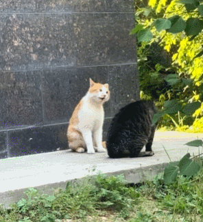 【宠物】小猫即将离世,主人放已故的爸爸叫它的视频,一个在录音里喊一个在生命尽头答!咪:是爸爸来接我了吗...(组图) - 16