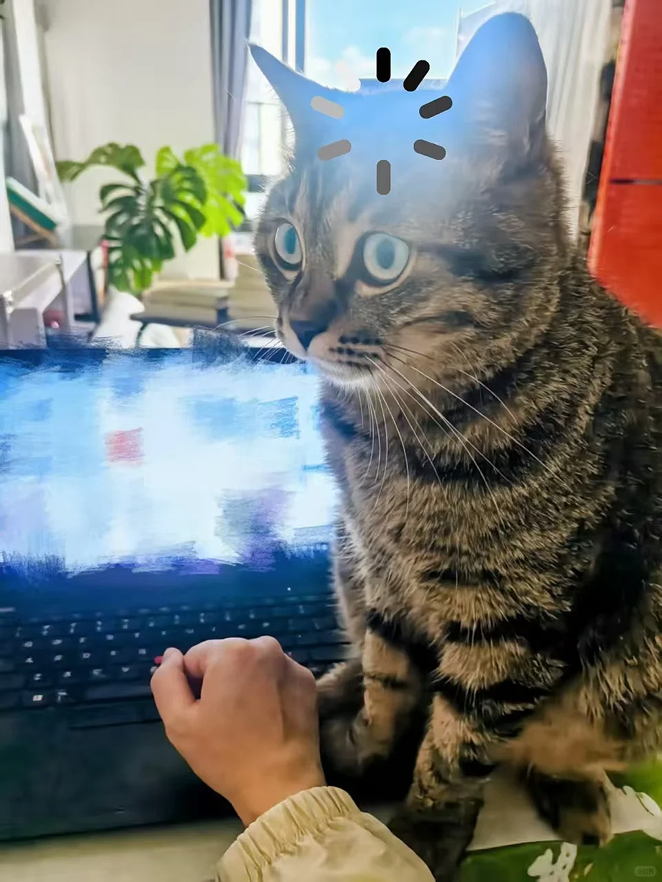 【宠物】小猫即将离世,主人放已故的爸爸叫它的视频,一个在录音里喊一个在生命尽头答!咪:是爸爸来接我了吗...(组图) - 22