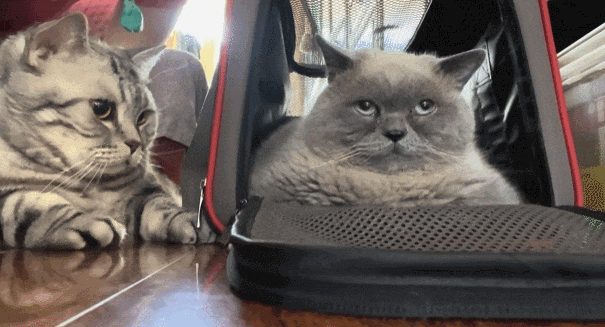 【宠物】小猫即将离世,主人放已故的爸爸叫它的视频,一个在录音里喊一个在生命尽头答!咪:是爸爸来接我了吗...(组图) - 3