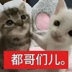 【宠物】小猫即将离世,主人放已故的爸爸叫它的视频,一个在录音里喊一个在生命尽头答!咪:是爸爸来接我了吗...(组图) - 40