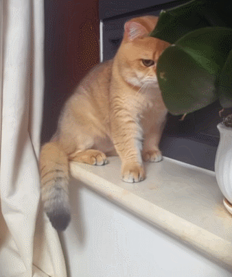 【宠物】小猫即将离世,主人放已故的爸爸叫它的视频,一个在录音里喊一个在生命尽头答!咪:是爸爸来接我了吗...(组图) - 32