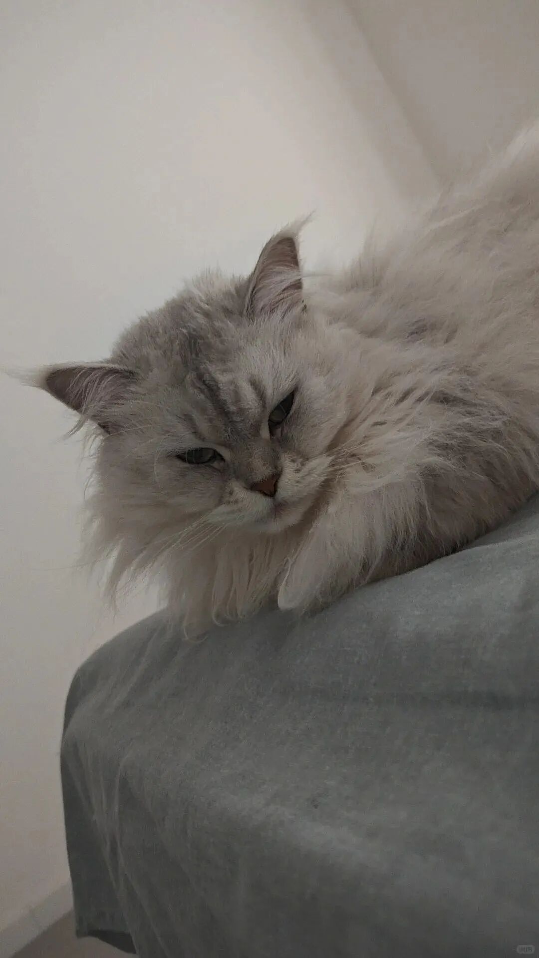 【宠物】小猫即将离世,主人放已故的爸爸叫它的视频,一个在录音里喊一个在生命尽头答!咪:是爸爸来接我了吗...(组图) - 39
