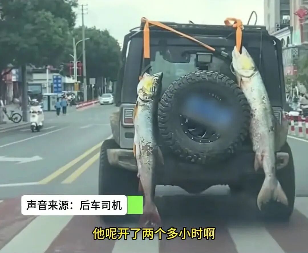 【宠物】小猫即将离世,主人放已故的爸爸叫它的视频,一个在录音里喊一个在生命尽头答!咪:是爸爸来接我了吗...(组图) - 15