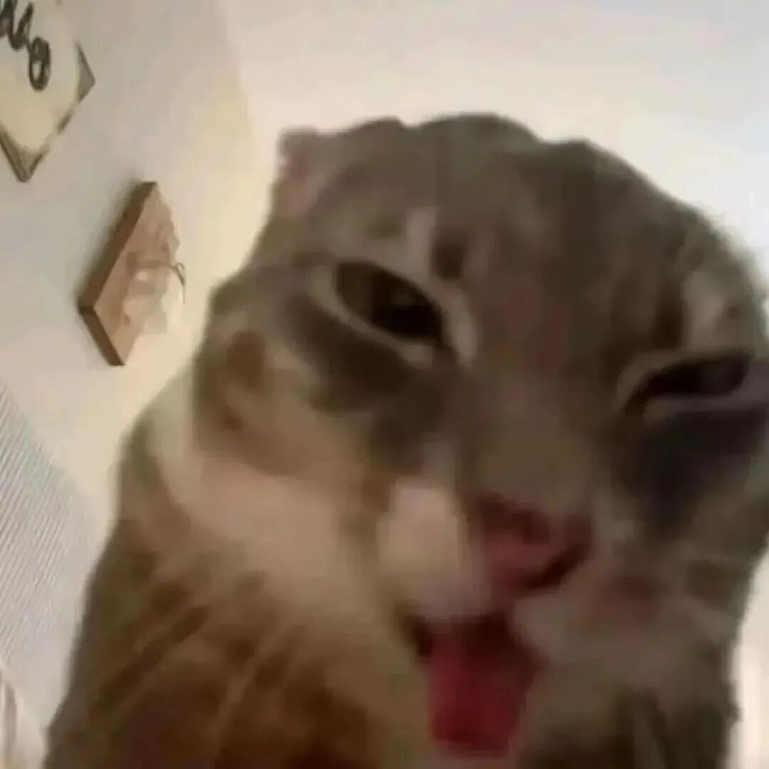 【宠物】小猫即将离世,主人放已故的爸爸叫它的视频,一个在录音里喊一个在生命尽头答!咪:是爸爸来接我了吗...(组图) - 2