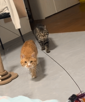 【宠物】小猫即将离世,主人放已故的爸爸叫它的视频,一个在录音里喊一个在生命尽头答!咪:是爸爸来接我了吗...(组图) - 31
