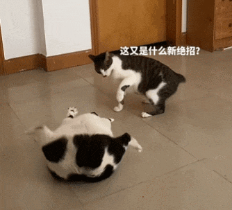 【宠物】小猫即将离世,主人放已故的爸爸叫它的视频,一个在录音里喊一个在生命尽头答!咪:是爸爸来接我了吗...(组图) - 27