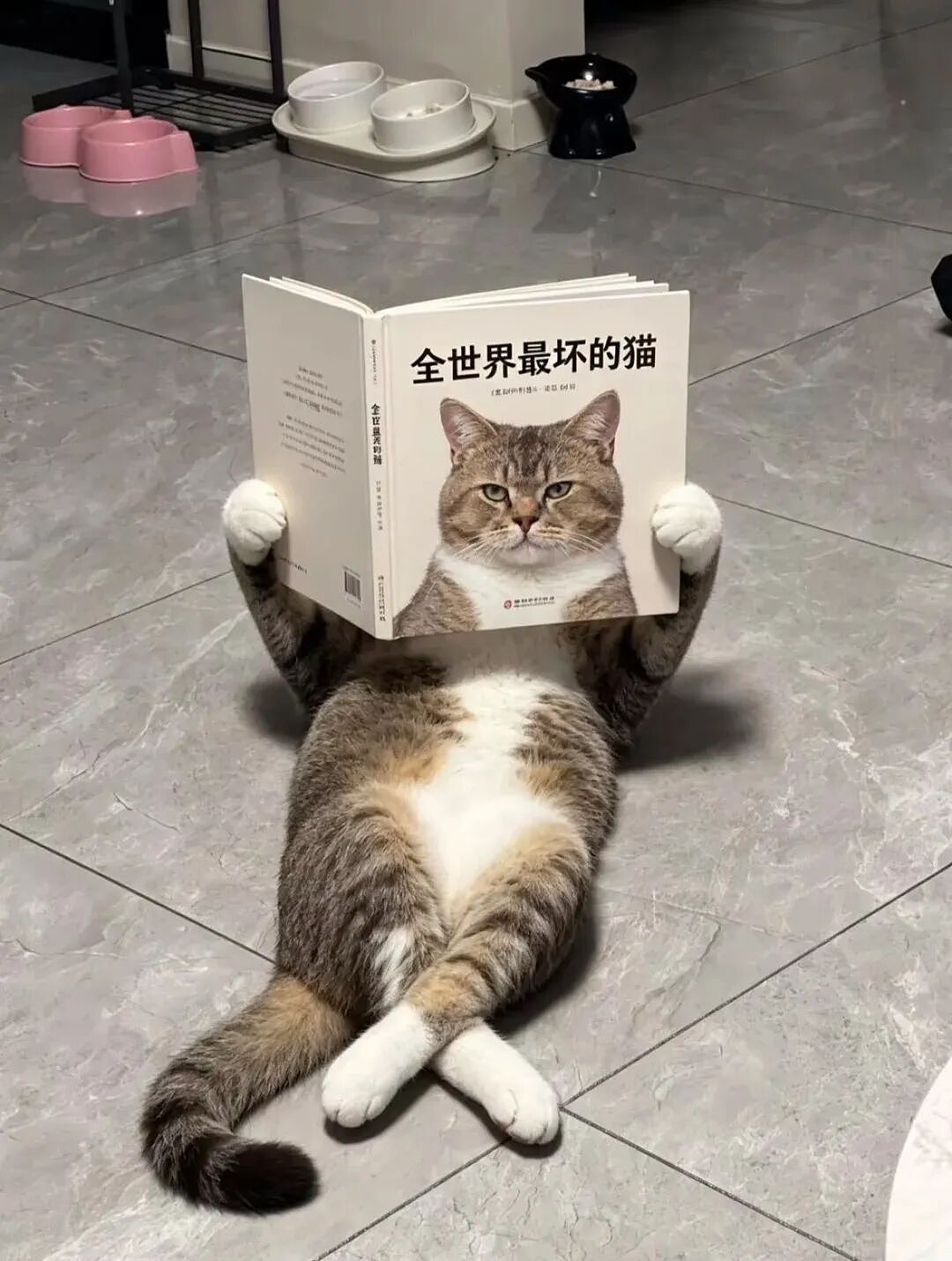 【宠物】小猫即将离世,主人放已故的爸爸叫它的视频,一个在录音里喊一个在生命尽头答!咪:是爸爸来接我了吗...(组图) - 9