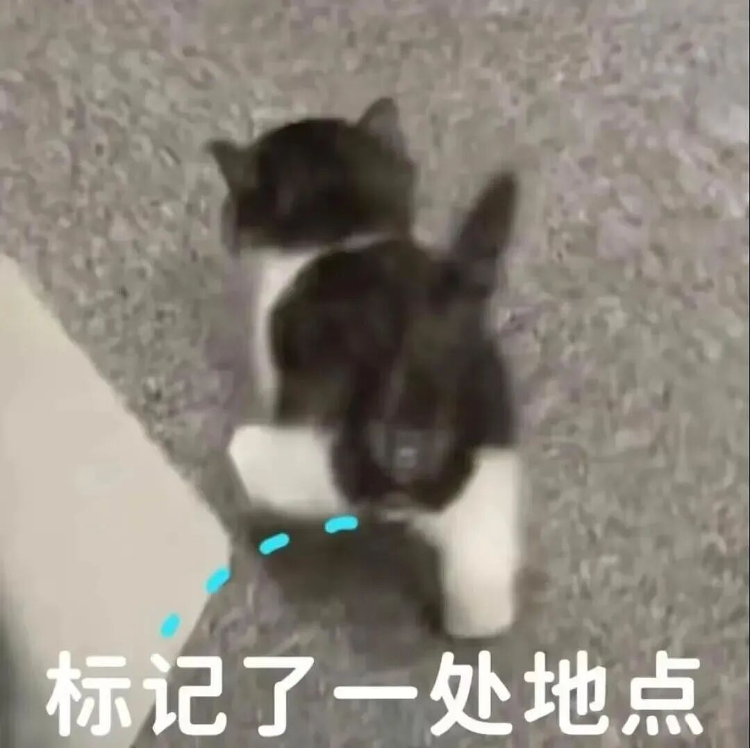 【宠物】小猫即将离世,主人放已故的爸爸叫它的视频,一个在录音里喊一个在生命尽头答!咪:是爸爸来接我了吗...(组图) - 24