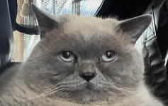 【宠物】小猫即将离世,主人放已故的爸爸叫它的视频,一个在录音里喊一个在生命尽头答!咪:是爸爸来接我了吗...(组图) - 4