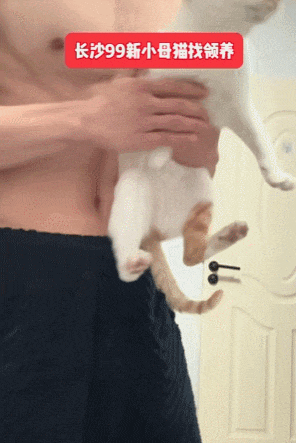 【宠物】小猫即将离世,主人放已故的爸爸叫它的视频,一个在录音里喊一个在生命尽头答!咪:是爸爸来接我了吗...(组图) - 10