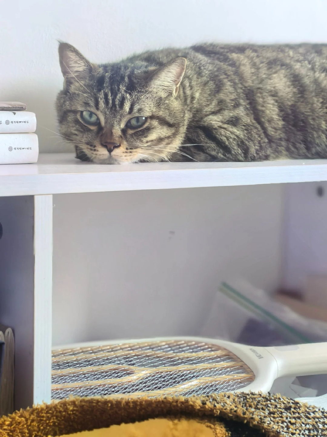 【宠物】小猫即将离世,主人放已故的爸爸叫它的视频,一个在录音里喊一个在生命尽头答!咪:是爸爸来接我了吗...(组图) - 23