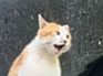 【宠物】小猫即将离世,主人放已故的爸爸叫它的视频,一个在录音里喊一个在生命尽头答!咪:是爸爸来接我了吗...(组图) - 17