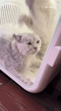 【宠物】小猫即将离世,主人放已故的爸爸叫它的视频,一个在录音里喊一个在生命尽头答!咪:是爸爸来接我了吗...(组图) - 33