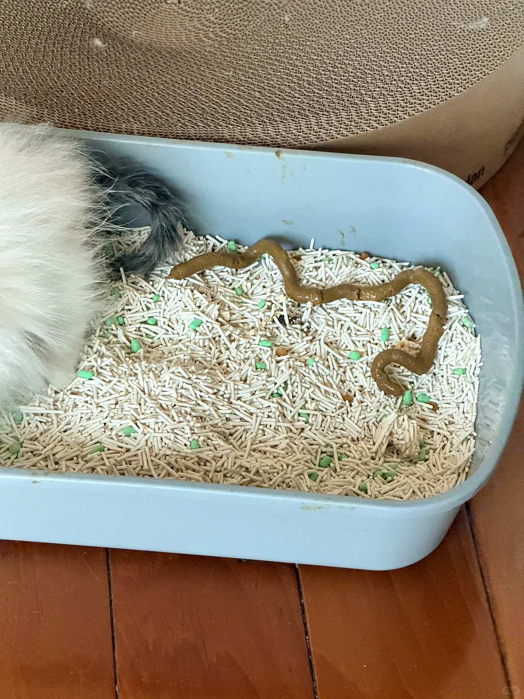 【宠物】小猫即将离世,主人放已故的爸爸叫它的视频,一个在录音里喊一个在生命尽头答!咪:是爸爸来接我了吗...(组图) - 21