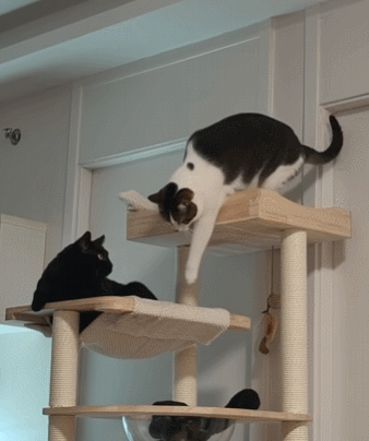 【宠物】小猫即将离世,主人放已故的爸爸叫它的视频,一个在录音里喊一个在生命尽头答!咪:是爸爸来接我了吗...(组图) - 34