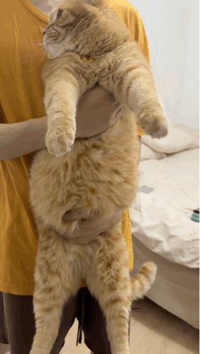 【宠物】外卖小哥去送餐，流浪猫爬上无人看守的外卖箱，撅着屁股掏“自助餐”，网友：是哈基米自己点的外卖捏（组图） - 12