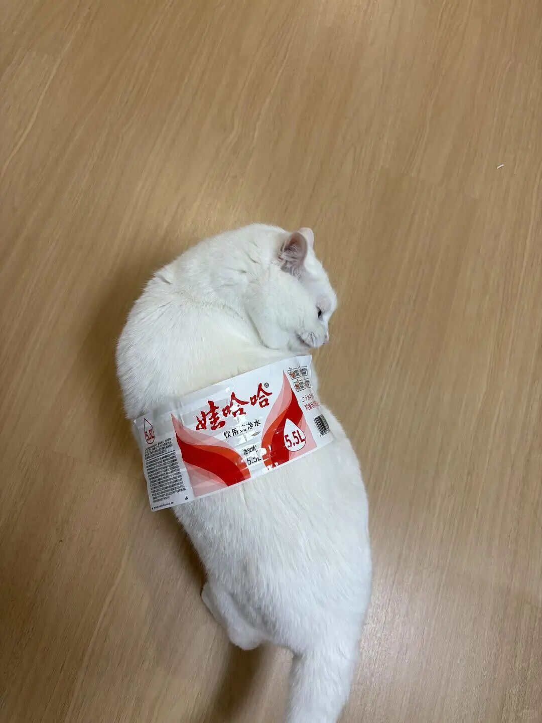 【宠物】外卖小哥去送餐，流浪猫爬上无人看守的外卖箱，撅着屁股掏“自助餐”，网友：是哈基米自己点的外卖捏（组图） - 6