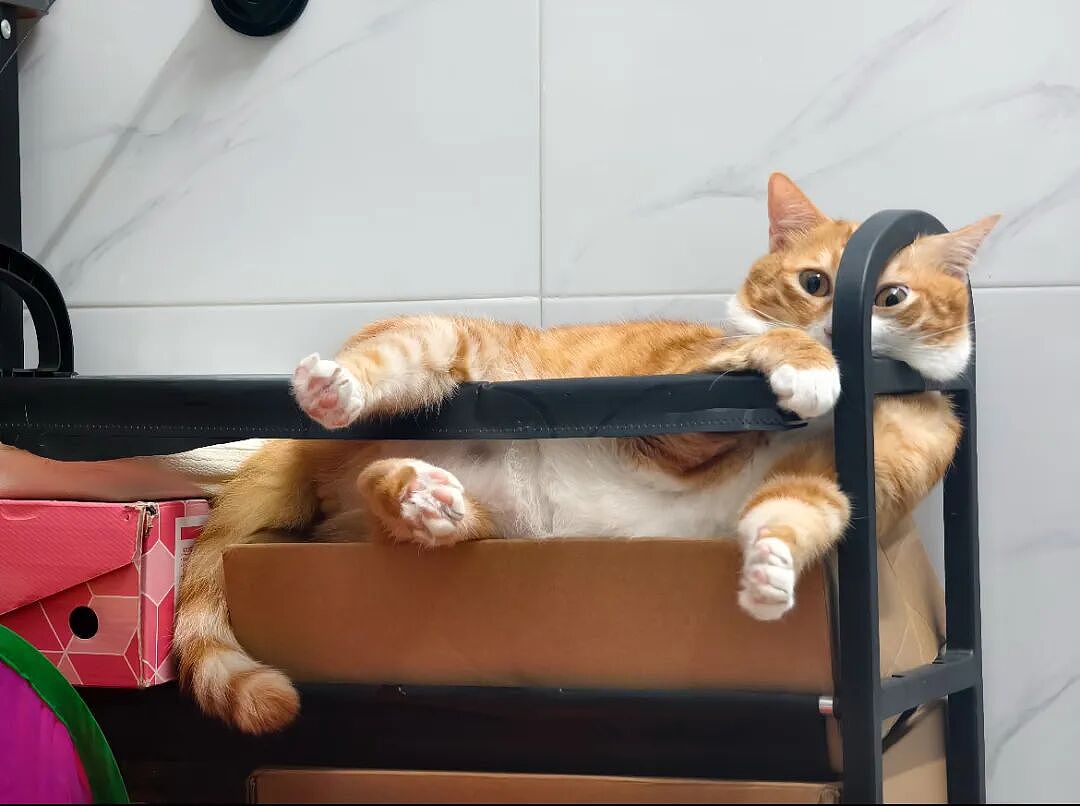 【宠物】外卖小哥去送餐，流浪猫爬上无人看守的外卖箱，撅着屁股掏“自助餐”，网友：是哈基米自己点的外卖捏（组图） - 2