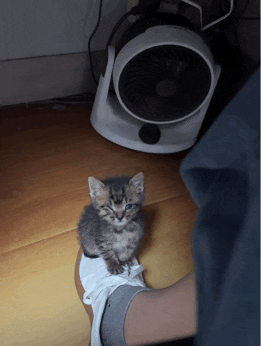 【宠物】外卖小哥去送餐，流浪猫爬上无人看守的外卖箱，撅着屁股掏“自助餐”，网友：是哈基米自己点的外卖捏（组图） - 10