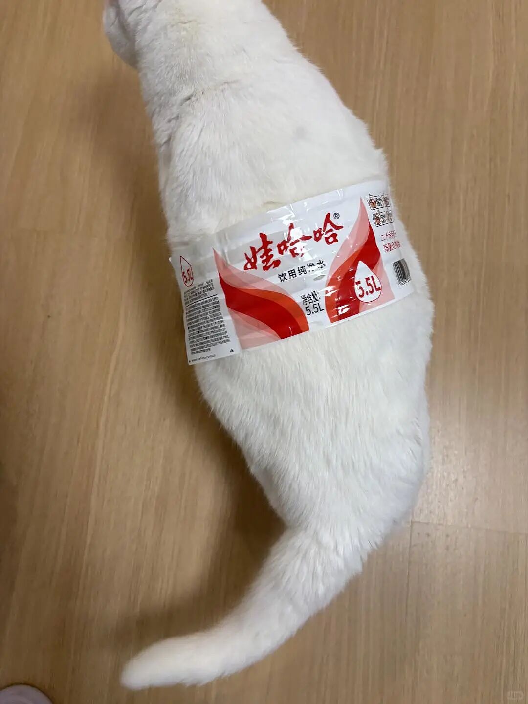 【宠物】外卖小哥去送餐，流浪猫爬上无人看守的外卖箱，撅着屁股掏“自助餐”，网友：是哈基米自己点的外卖捏（组图） - 7