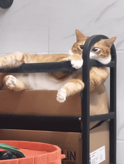 【宠物】外卖小哥去送餐，流浪猫爬上无人看守的外卖箱，撅着屁股掏“自助餐”，网友：是哈基米自己点的外卖捏（组图） - 1