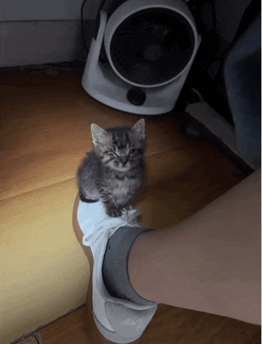 【宠物】外卖小哥去送餐，流浪猫爬上无人看守的外卖箱，撅着屁股掏“自助餐”，网友：是哈基米自己点的外卖捏（组图） - 9