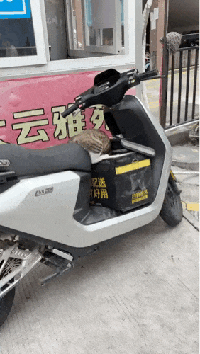 【宠物】外卖小哥去送餐，流浪猫爬上无人看守的外卖箱，撅着屁股掏“自助餐”，网友：是哈基米自己点的外卖捏（组图） - 11