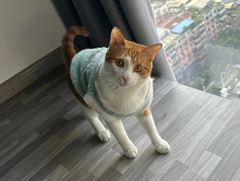 【宠物】猫为什么总是在碗里留一颗猫粮?背后原因让人意外,网友狂夸:咪咪真棒啊!(组图) - 5