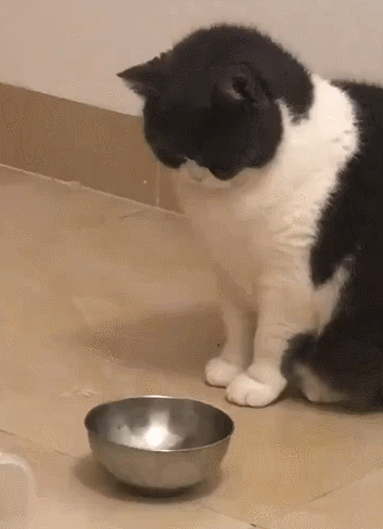 【宠物】猫为什么总是在碗里留一颗猫粮?背后原因让人意外,网友狂夸:咪咪真棒啊!(组图) - 8
