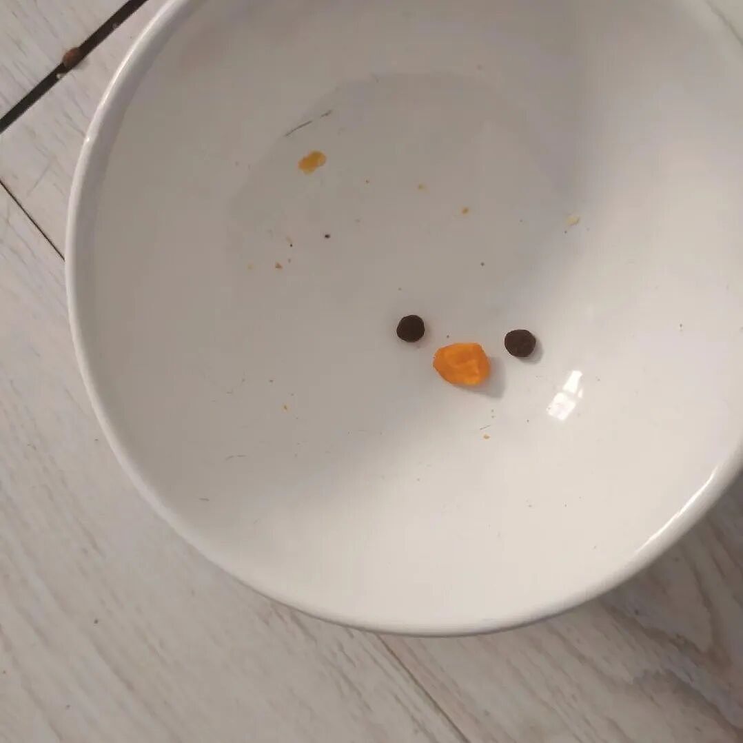 【宠物】猫为什么总是在碗里留一颗猫粮?背后原因让人意外,网友狂夸:咪咪真棒啊!(组图) - 3