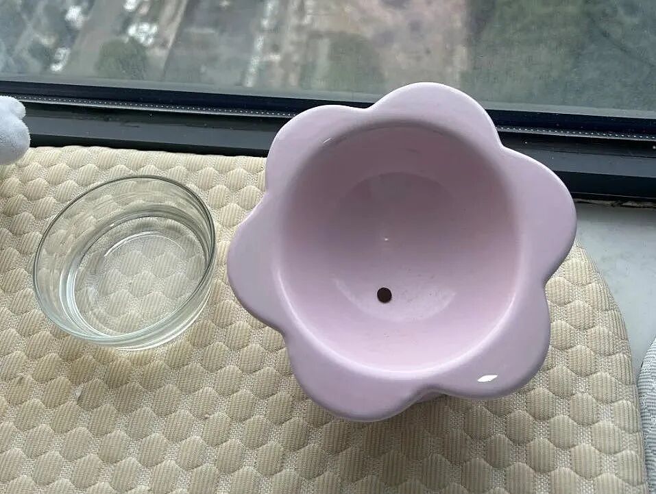 【宠物】猫为什么总是在碗里留一颗猫粮?背后原因让人意外,网友狂夸:咪咪真棒啊!(组图) - 4