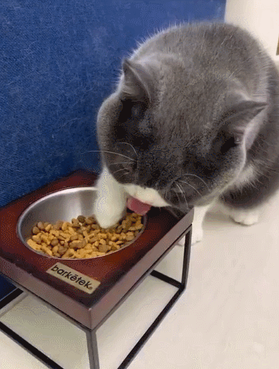 【宠物】猫为什么总是在碗里留一颗猫粮?背后原因让人意外,网友狂夸:咪咪真棒啊!(组图) - 11