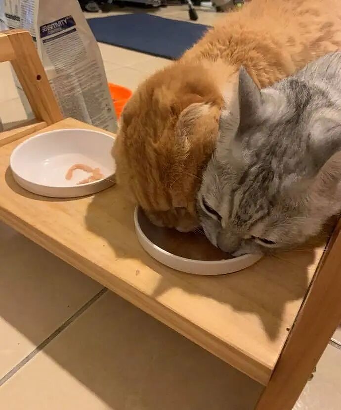 【宠物】猫为什么总是在碗里留一颗猫粮?背后原因让人意外,网友狂夸:咪咪真棒啊!(组图) - 14