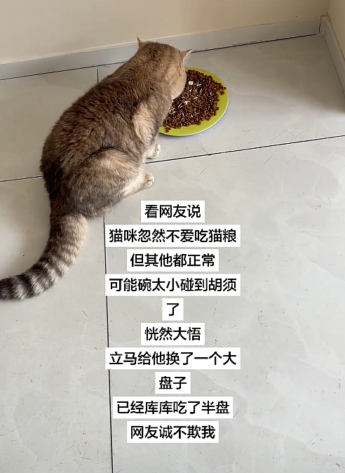 【宠物】猫为什么总是在碗里留一颗猫粮?背后原因让人意外,网友狂夸:咪咪真棒啊!(组图) - 12