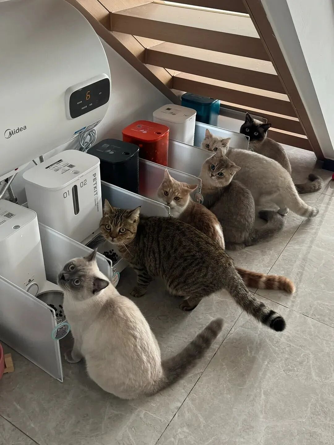【宠物】猫为什么总是在碗里留一颗猫粮?背后原因让人意外,网友狂夸:咪咪真棒啊!(组图) - 15