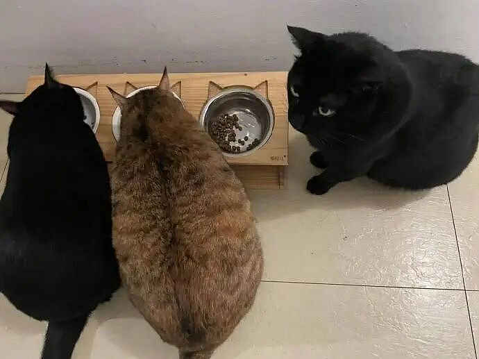 【宠物】猫为什么总是在碗里留一颗猫粮?背后原因让人意外,网友狂夸:咪咪真棒啊!(组图) - 13