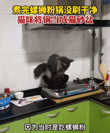【宠物】缅因猫在厨房锅里拉屎，主人哭着原谅，网友一看图：真不怪它啊！（组图） - 5