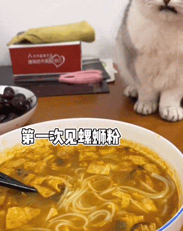 【宠物】缅因猫在厨房锅里拉屎，主人哭着原谅，网友一看图：真不怪它啊！（组图） - 3