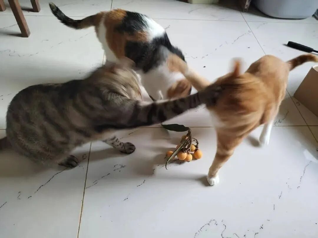 【宠物】缅因猫在厨房锅里拉屎，主人哭着原谅，网友一看图：真不怪它啊！（组图） - 15