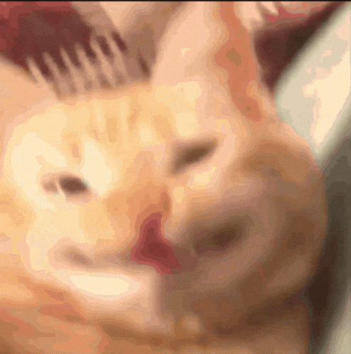 【宠物】缅因猫在厨房锅里拉屎，主人哭着原谅，网友一看图：真不怪它啊！（组图） - 17