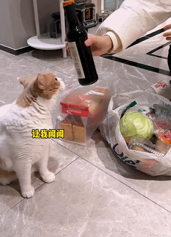 【宠物】缅因猫在厨房锅里拉屎，主人哭着原谅，网友一看图：真不怪它啊！（组图） - 16