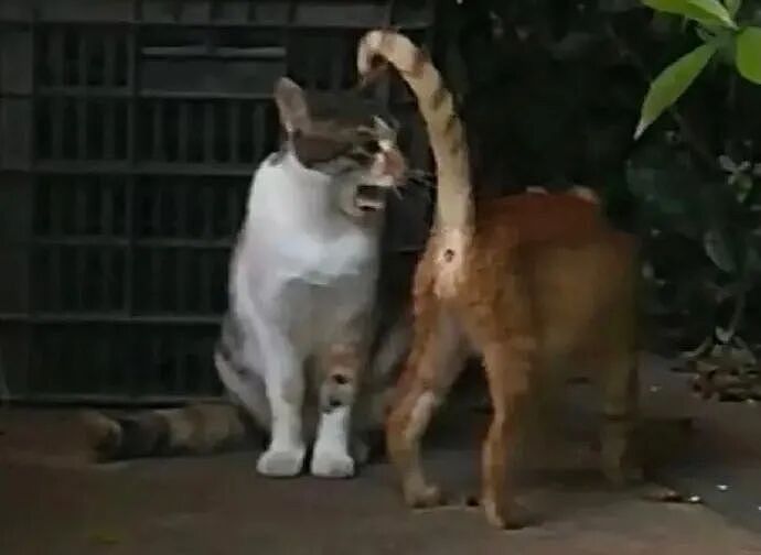 【宠物】缅因猫在厨房锅里拉屎，主人哭着原谅，网友一看图：真不怪它啊！（组图） - 10