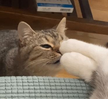 【宠物】缅因猫在厨房锅里拉屎，主人哭着原谅，网友一看图：真不怪它啊！（组图） - 8