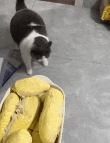 【宠物】缅因猫在厨房锅里拉屎，主人哭着原谅，网友一看图：真不怪它啊！（组图） - 6
